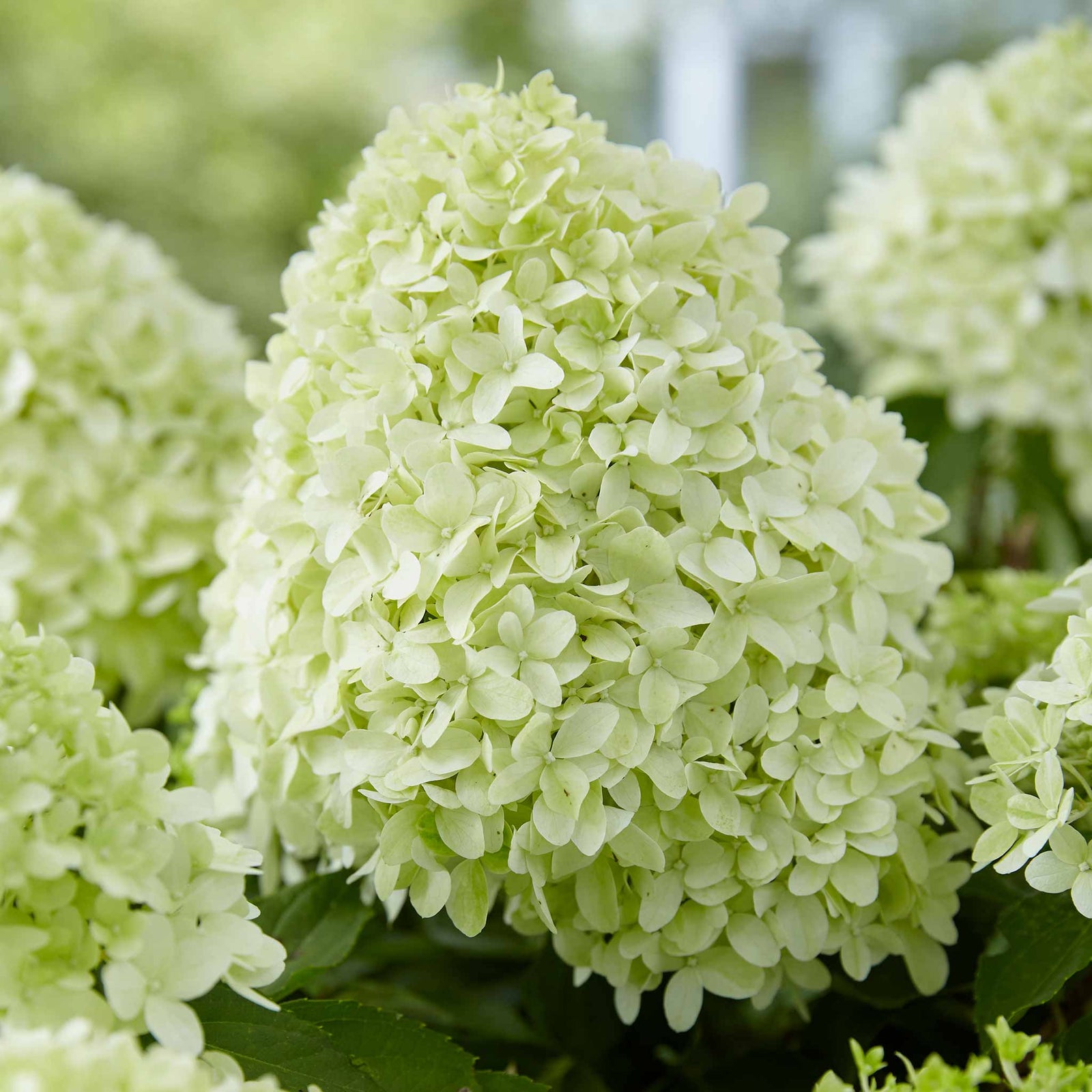 Hydrangea Paniculata 'little Spooky', Dwarf 50 Cm Shrub For Shade | 1 x 9cm | Green