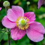 Anemone Hupehensis 'hadspun Abundance' - 9cm pots | 1 x 9cm | Pink