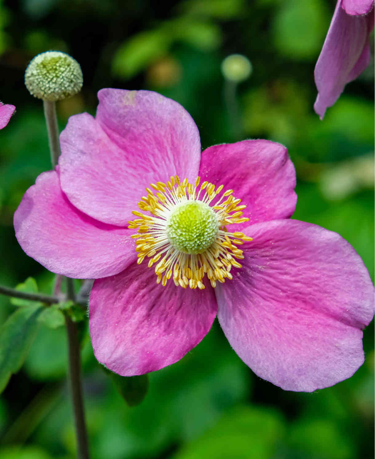 Anemone Hupehensis 'hadspun Abundance' - 9cm pots | 1 x 9cm | Pink