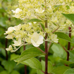 Hydrangea 'mojito' Lime Green Flowering Shrub | 1 x 7.5L | Green
