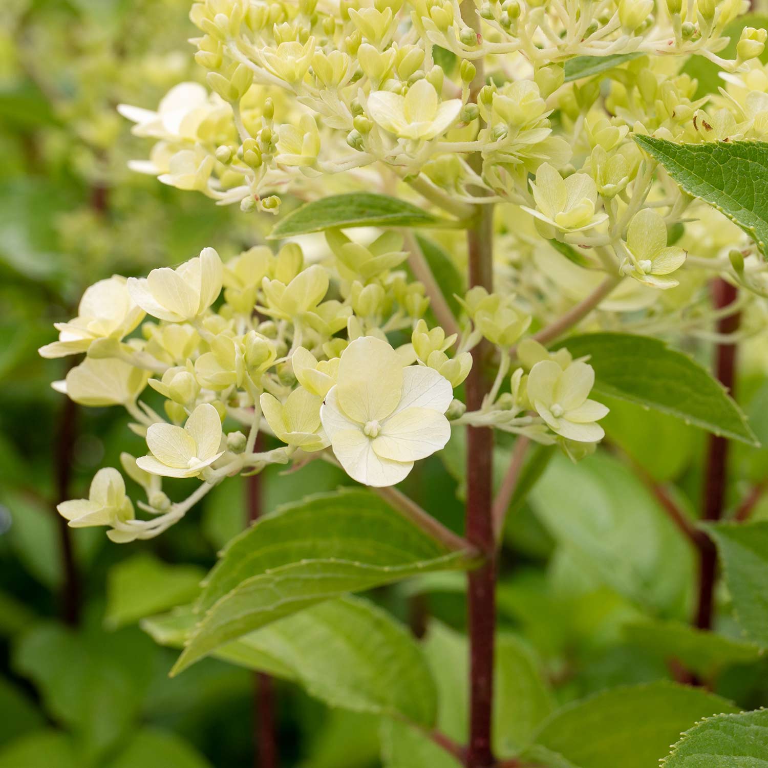 Hydrangea 'mojito' Lime Green Flowering Shrub | 1 x 7.5L | Green