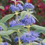 Hayloft Caryopteris Collection - 3 x 9cm Pots (1 of each)
