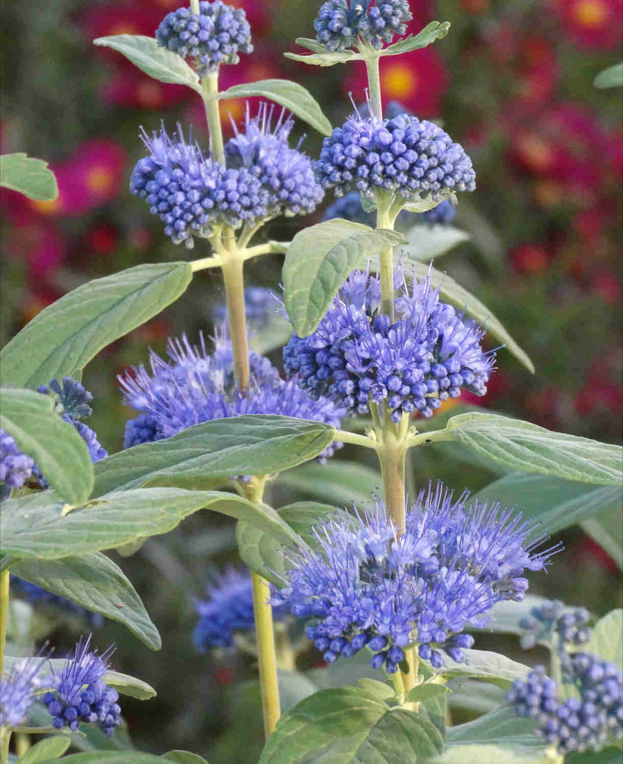 Hayloft Caryopteris Collection - 3 x 9cm Pots (1 of each)