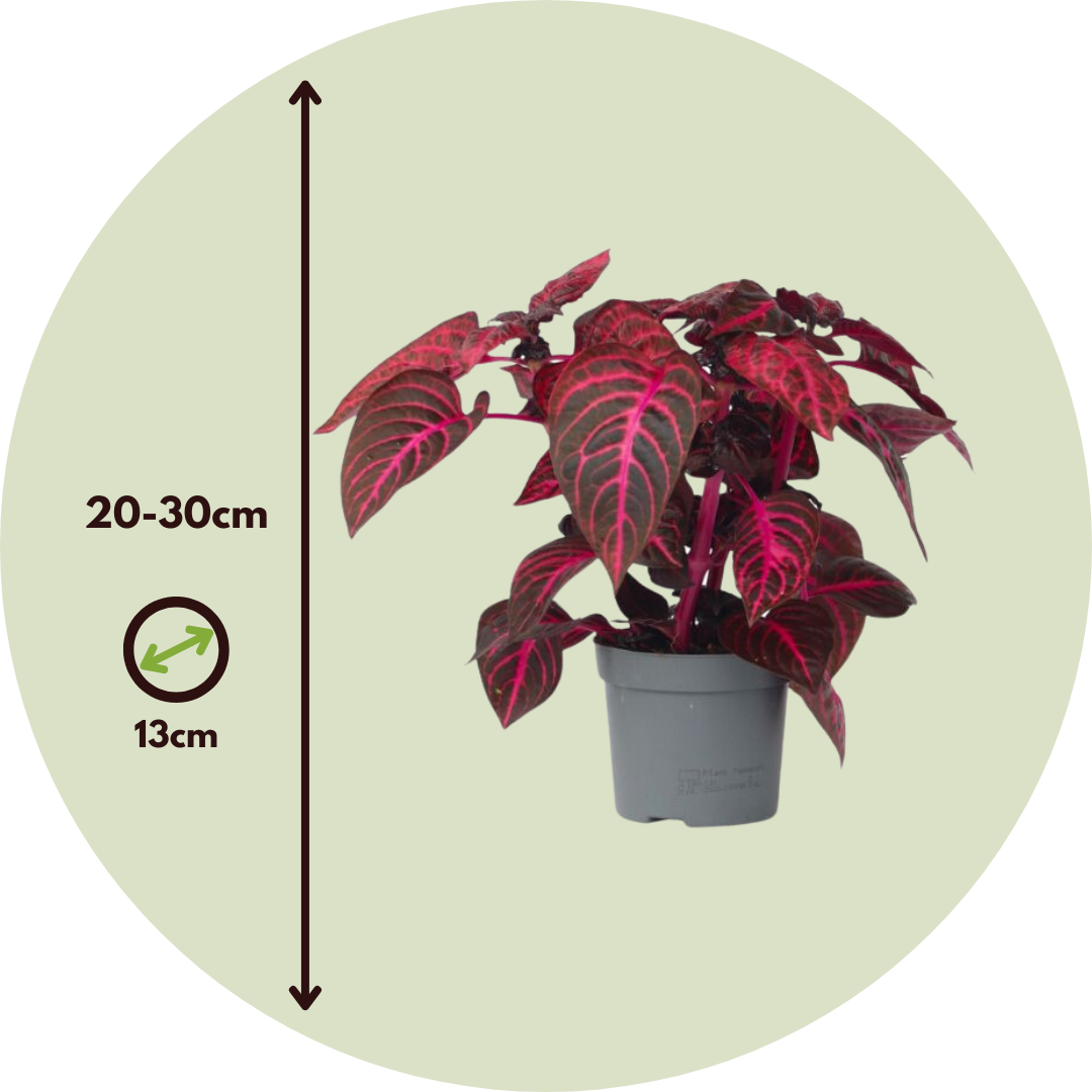 Bloodleaf Plant - Iresine Herbstii - Height 20-30cm - ⌀13cm | Set of 1 | Red