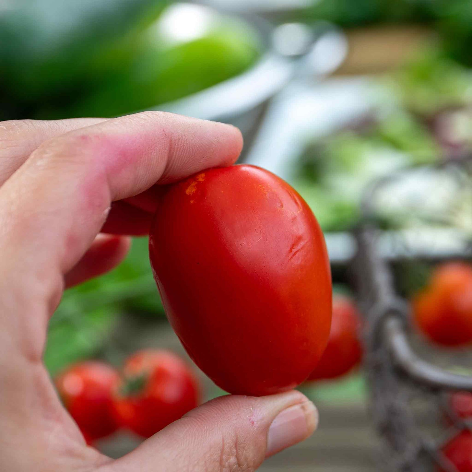 Organic 'monterrey' F1 Cordon Cherry Tomato Seeds | 6 Seeds