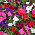 Petunia Frenzy Mirage Mixed Seedlings | 60 x Pro Grower Plugs | Multi