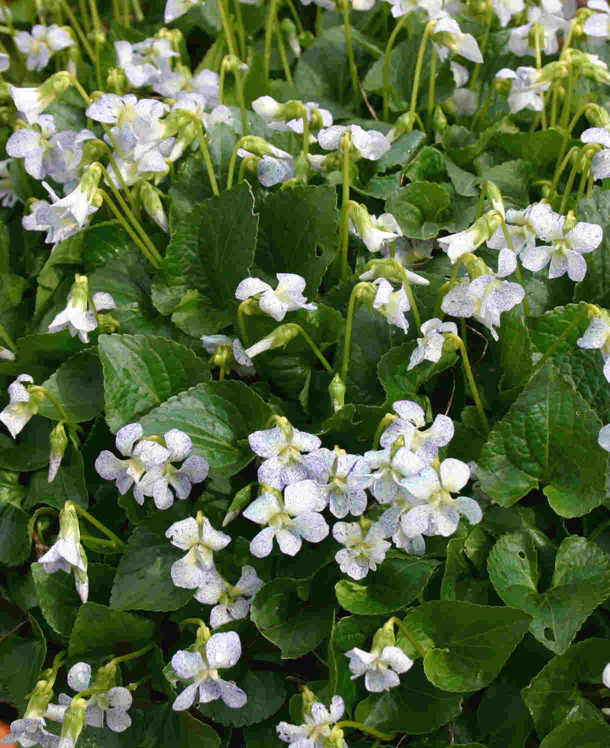 Viola Sororia 'freckles' - 9cm pots | 1 x 9cm | Blue & White