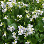 Viola Sororia 'freckles' - 9cm pots | 3 x 9cm | Blue & White