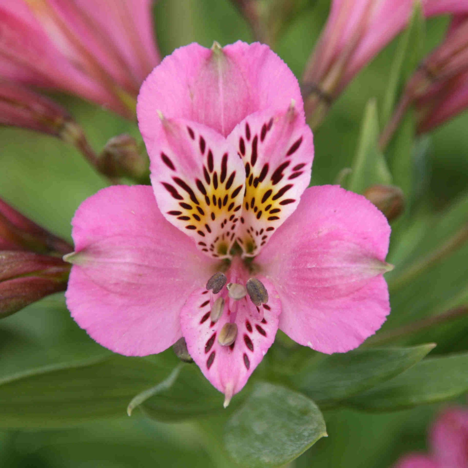 Structured Alstroemeria Collection - Set Of 3 Peruvian Lillies - Supplied In 9cm Pots