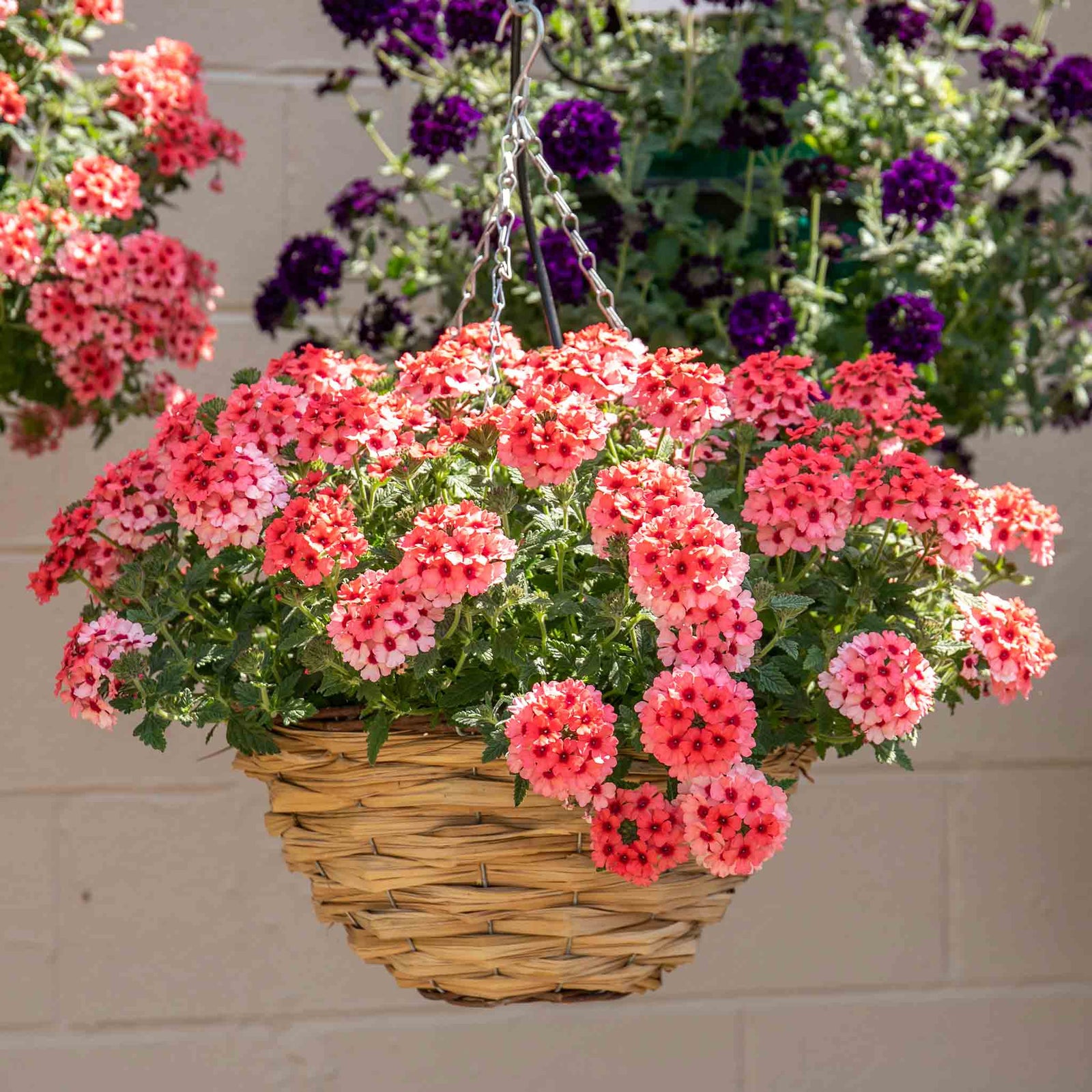 Verbena Plant Collection - 6 Or 12 , Showboat Mango, Mango Fizz, Vera Pink | 6 x Plug Plants | Multi Colour