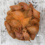 Shallot Sets Jermor (rhs Awarded) | Set of 15