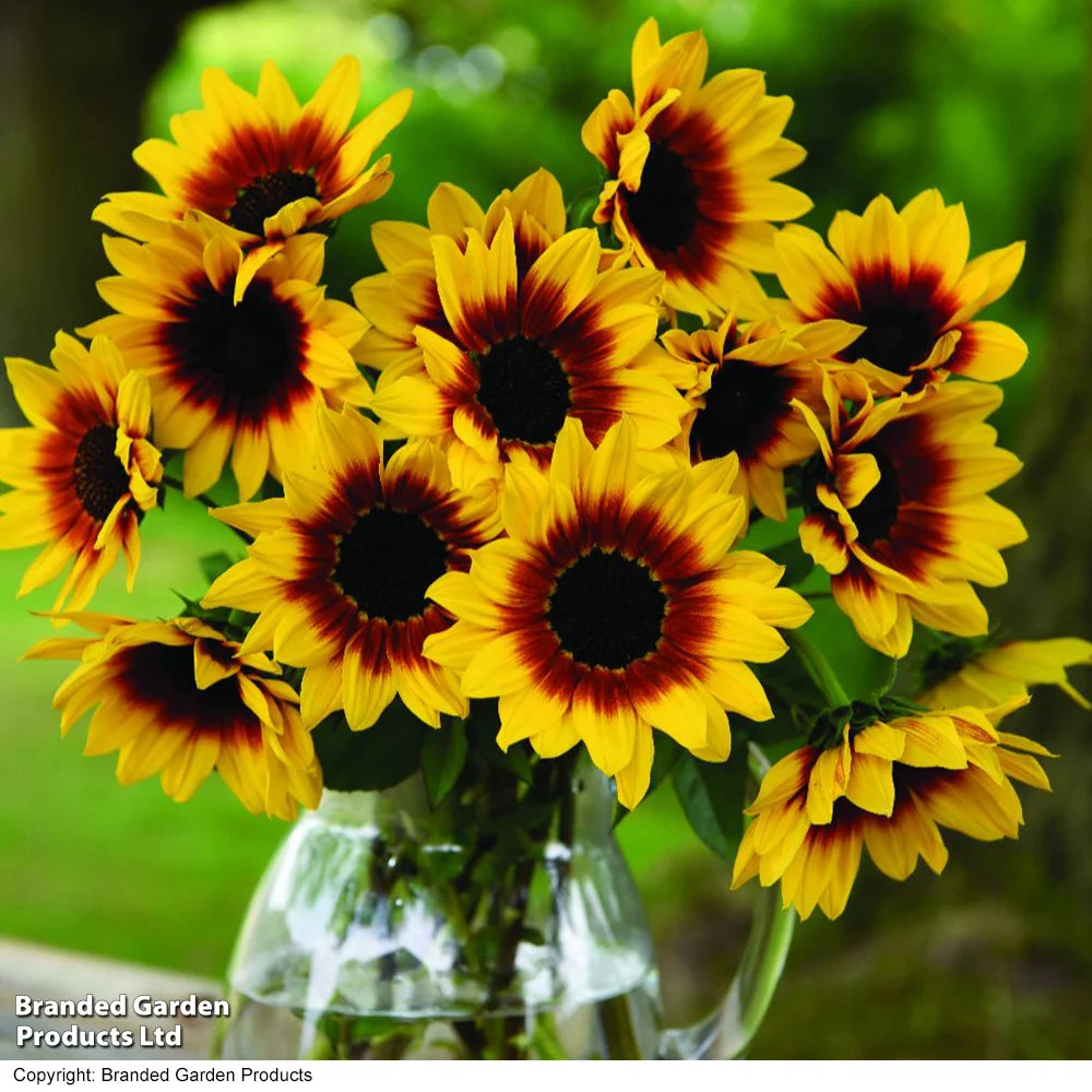 Thompson & Morgan Sunflower Sunbelievable Brown Eyed Girl 9cm Pot X 2