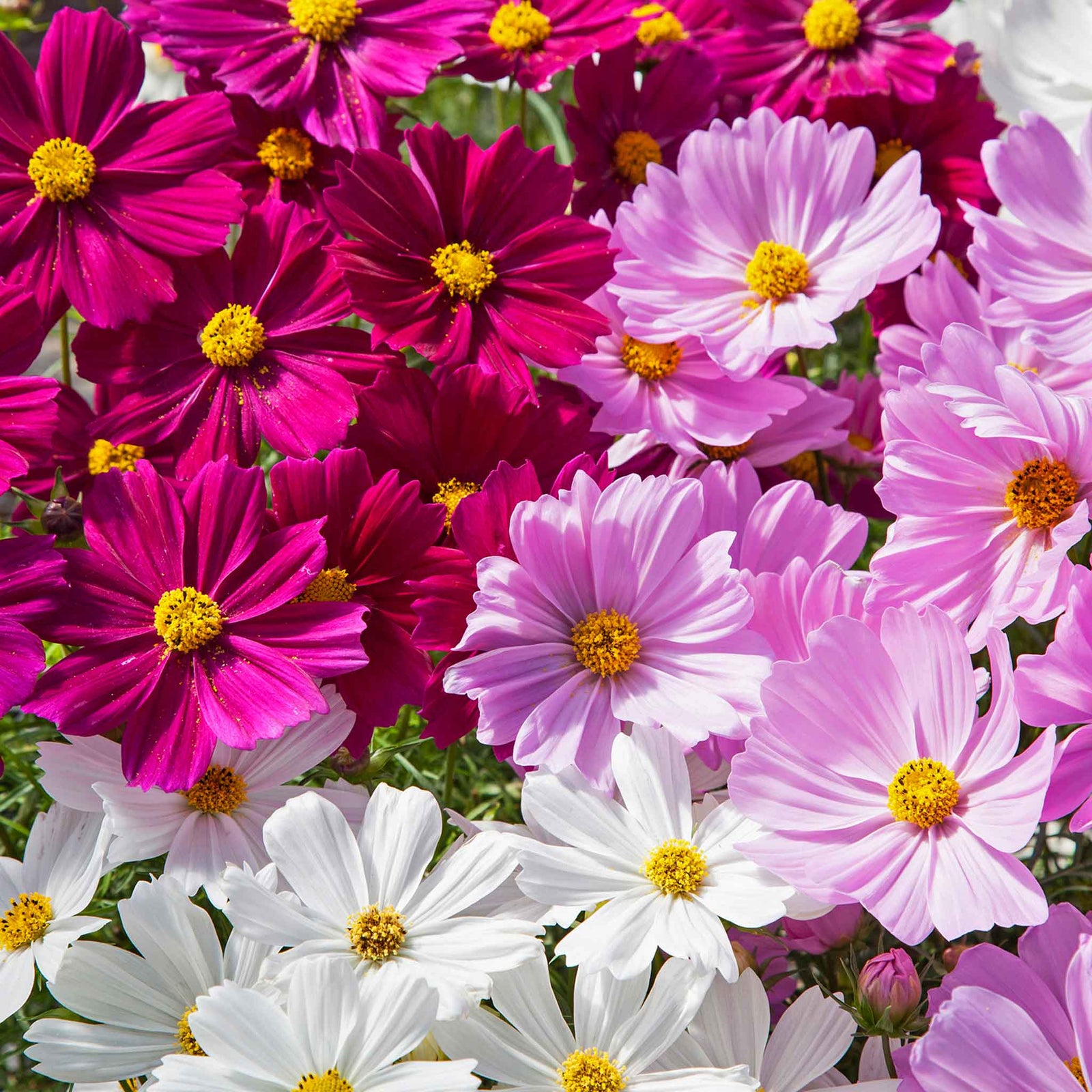 Cosmos 'apollo Mixed' Dwarf Agm Pollinator-friendly | 20 x Pro Grower Plugs | Multi Colour