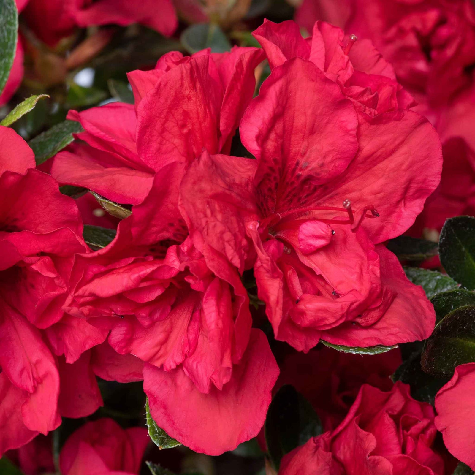 Azalea 'encore Autumn Fire' - Red Semi-evergreen Shrub, Spring & Autumn Blooms | 1 x 9cm | Red