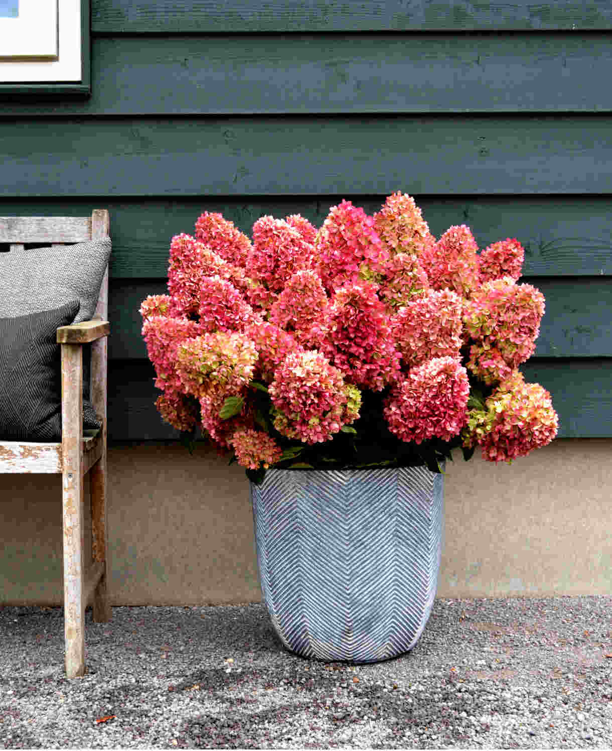Hydrangea Paniculata Gardenlights Redlight - 12cm pot | Set-of-1 | Red