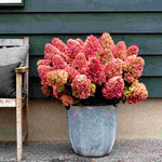 Hydrangea Paniculata Gardenlights Redlight - 12cm pot | Set-of-3 | Red