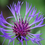 Centaurea 'montana' - 9cm Pots | 1 x 9cm | Purple