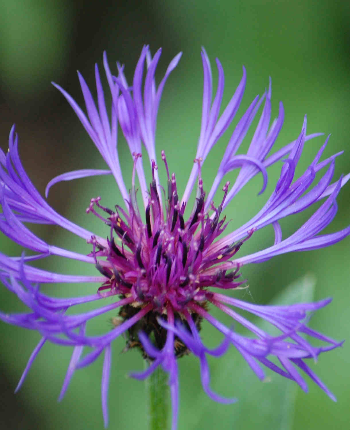 Centaurea 'montana' - 9cm Pots | 1 x 9cm | Purple
