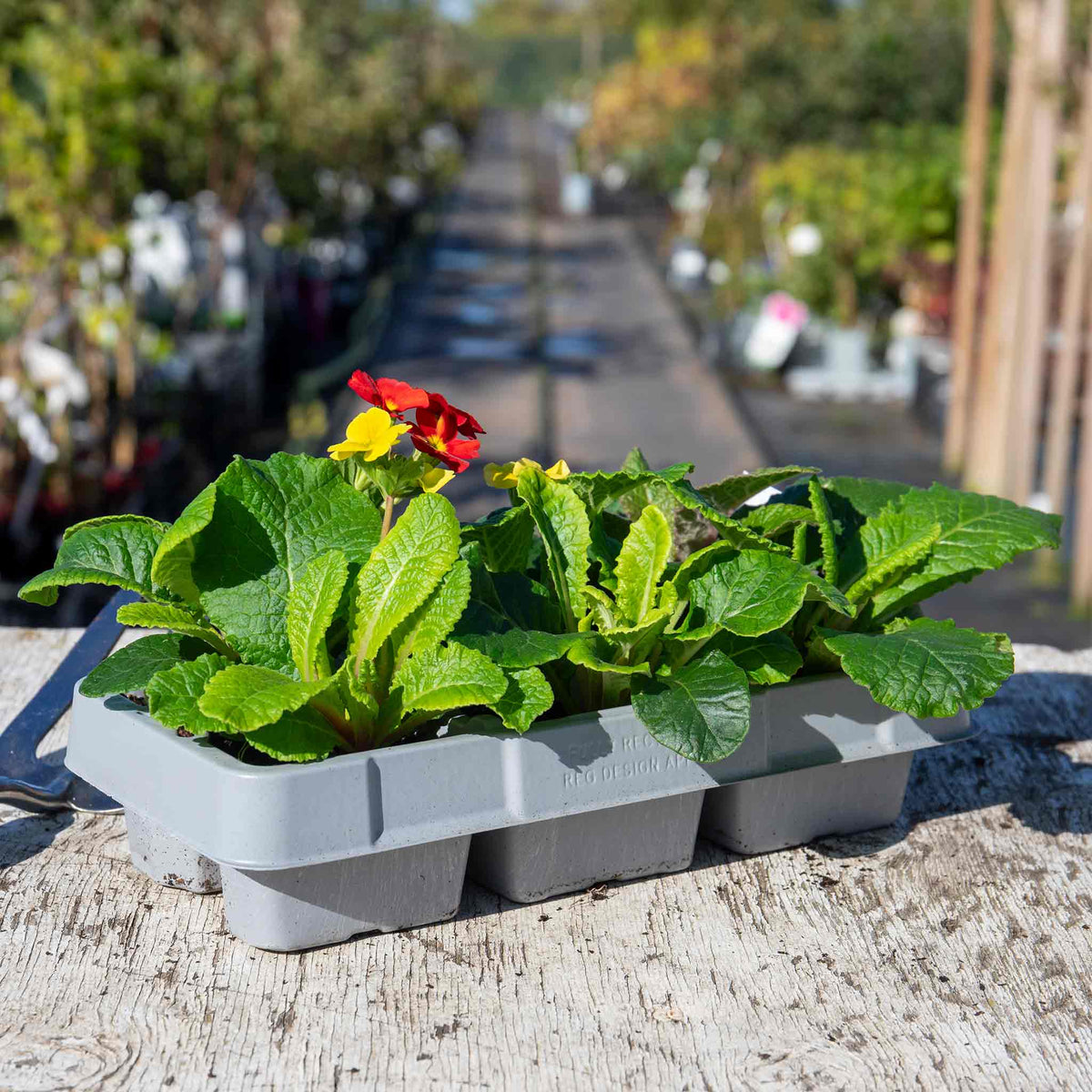 Marshalls Garden Polyanthus 'stella Mix' - Hardy Winter Bedding