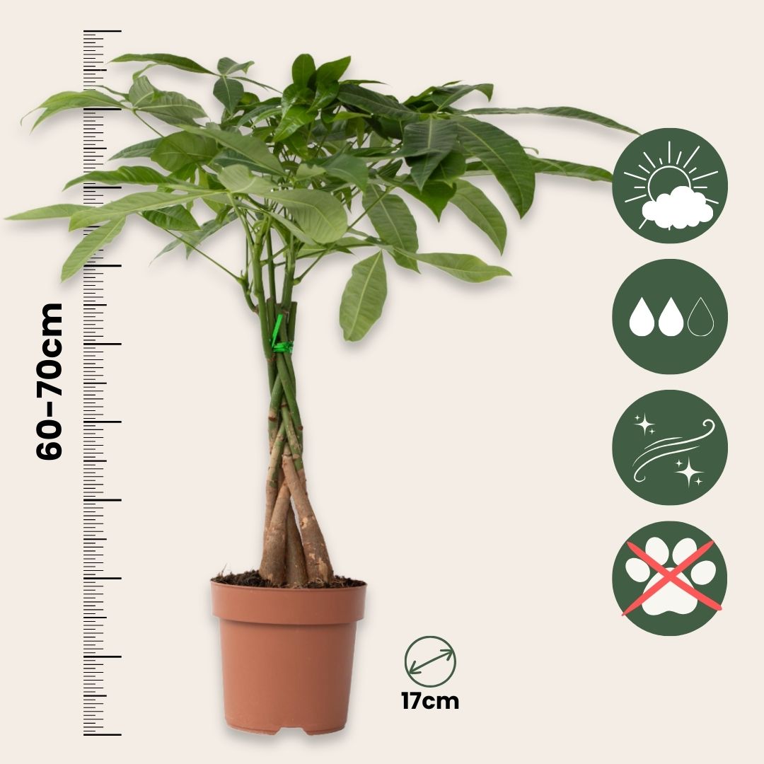 Money Tree Plant - 2 Pcs. - Pachira Aquatica - Height 60-70cm - ⌀17cm | Set-of-2 | Green