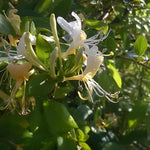 Lonicera Halliana Evergreen Honeysuckle Fragrant Climbing Plant 3-4ft Supplied In A 3 Litre Pot