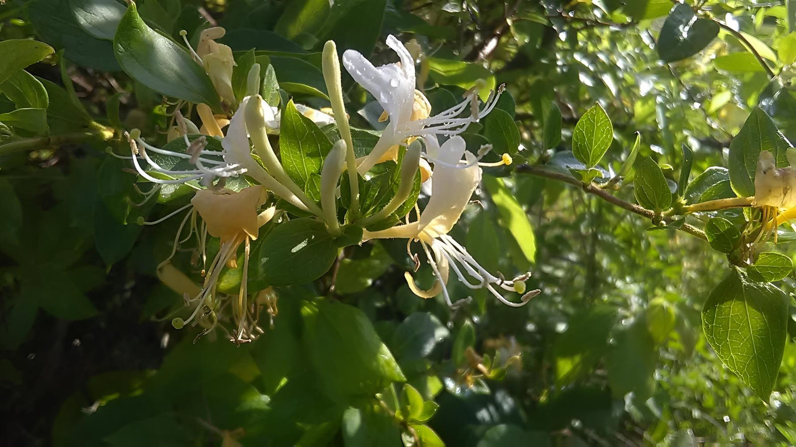 Lonicera Halliana Evergreen Honeysuckle Fragrant Climbing Plant 3-4ft Supplied In A 3 Litre Pot