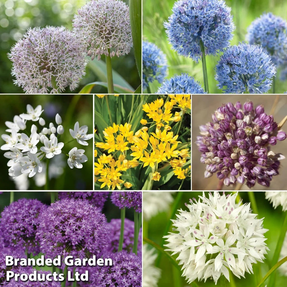 Thompson & Morgan Allium Collection 400 Bulbs