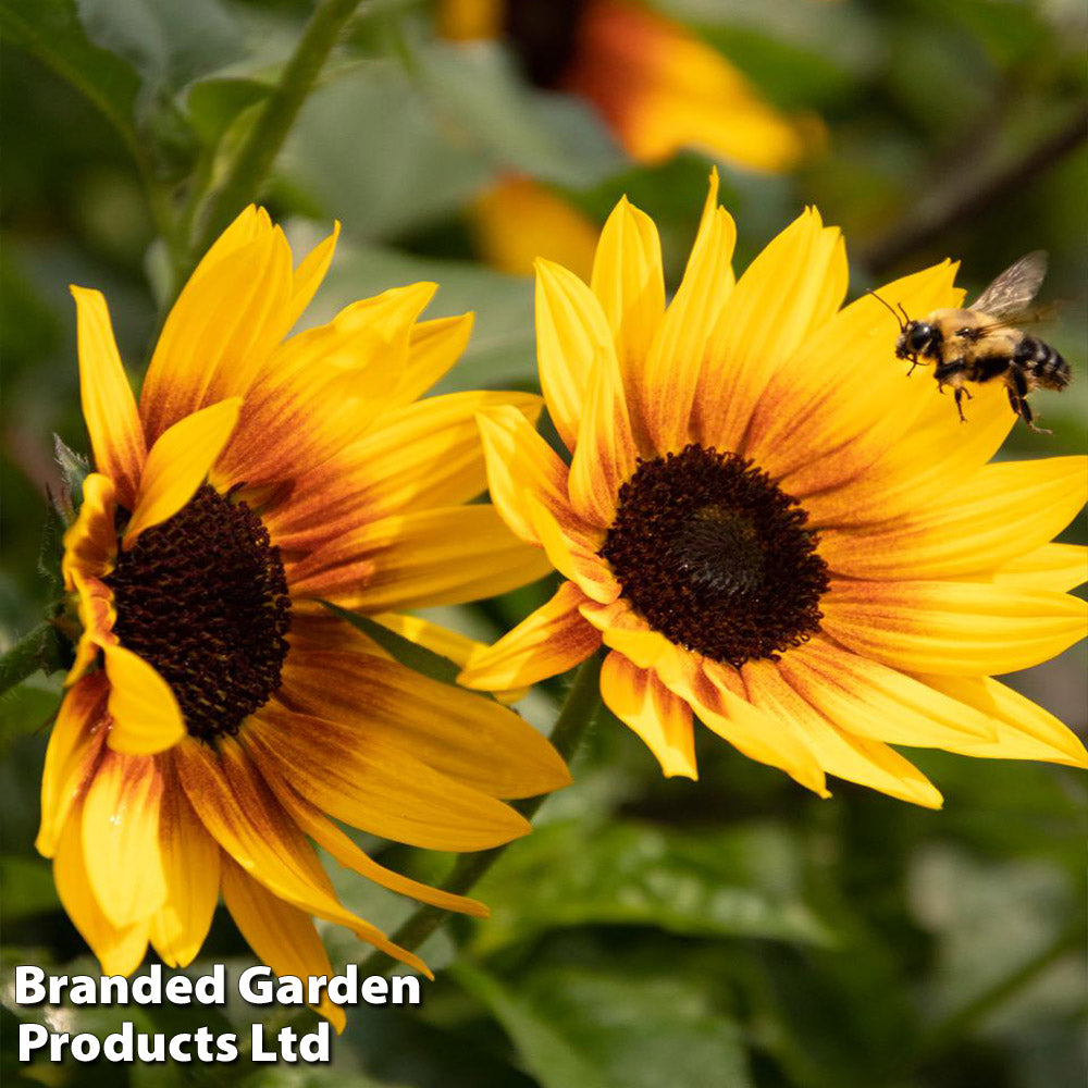 Sunflower Sunbelievable Brown Eyed Girl 9cm Pot | Set-of-1