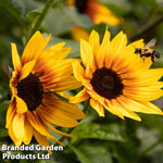 Sunflower Sunbelievable Brown Eyed Girl 9cm Pot | Set-of-6
