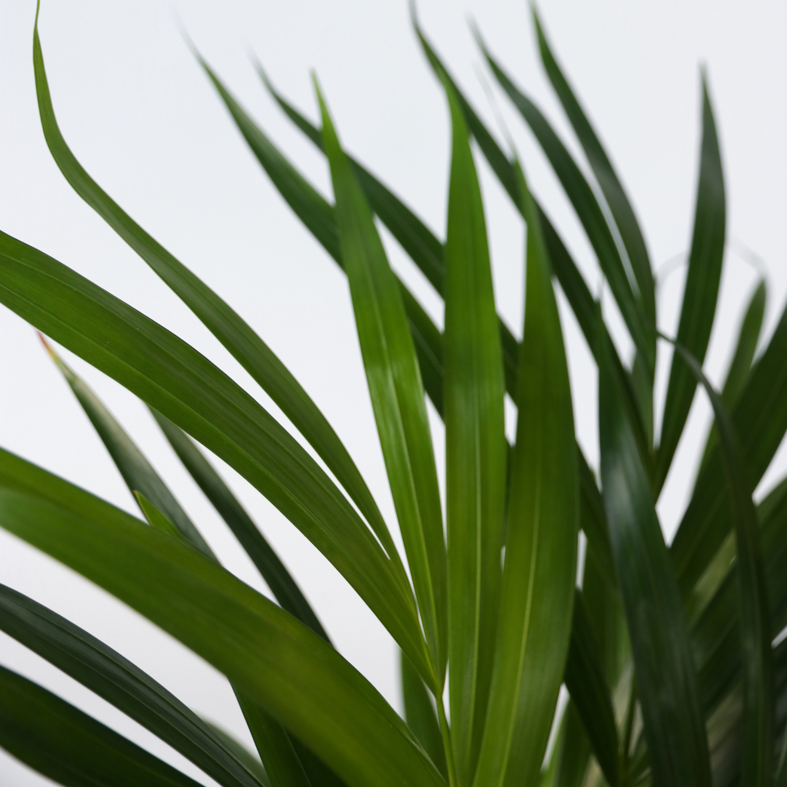 Areca Palm 'golden Cane' - 4 Pcs. - Dypsis Lutescens - Height 60-70cm - ⌀17cm | Set of 4 | Green