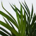 Areca Palm 'golden Cane' - Dypsis Lutescens - Height 60-70cm - ⌀17cm | Set of 1 | Green
