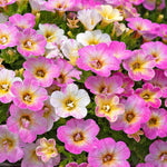 Calibrachoa 'can Can Fancy Francy' | 12 x Plug Plants | Pink