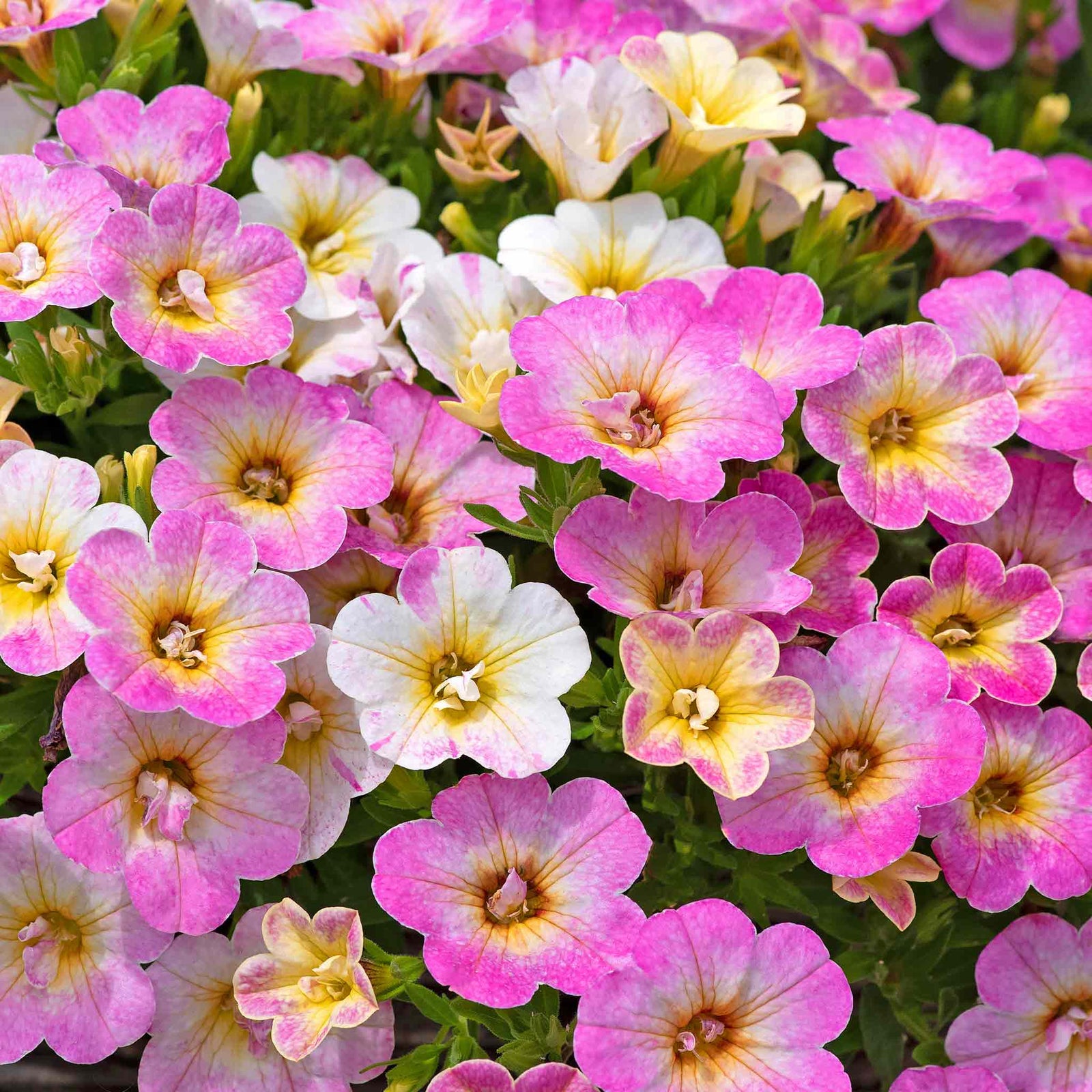 Calibrachoa 'can Can Fancy Francy' | 12 x Plug Plants | Pink