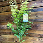 Acer Palmatum Orange Dream Large Japanese Maple Tree 120cm In A 7.5 Litre Pot