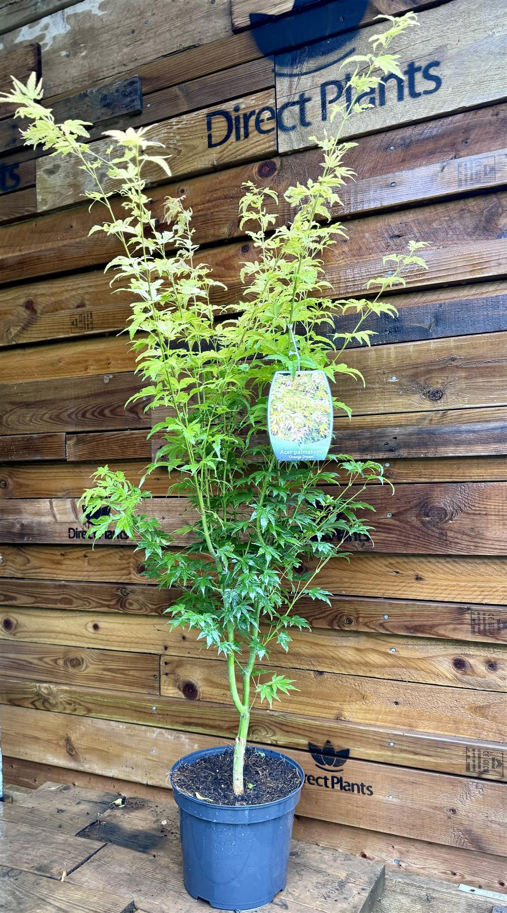 Acer Palmatum Orange Dream Large Japanese Maple Tree 120cm In A 7.5 Litre Pot