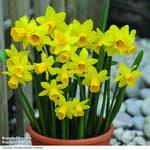 Narcissus 'tete-a-tete' | 80 x Bulbs