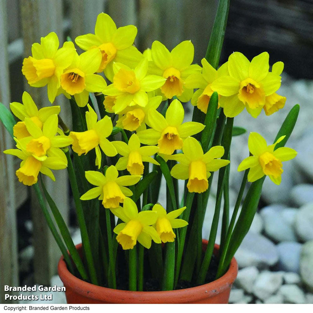 Narcissus 'tete-a-tete' | 40 x Bulbs