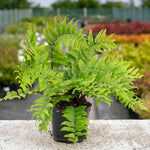 Holly Fern Cyrtomium Fortunei - Semi-evergreen Shade Plant | 1 x 2L | Green