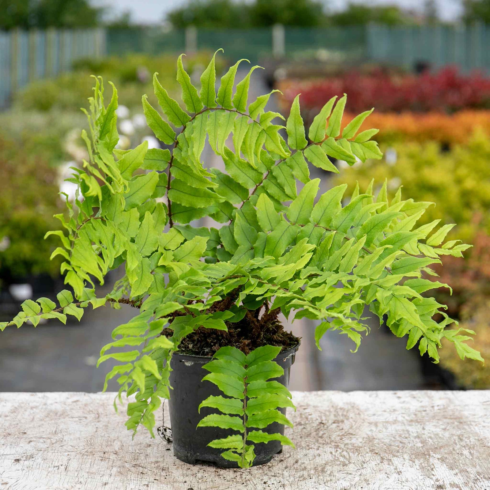 Holly Fern Cyrtomium Fortunei - Semi-evergreen Shade Plant | 1 x 2L | Green