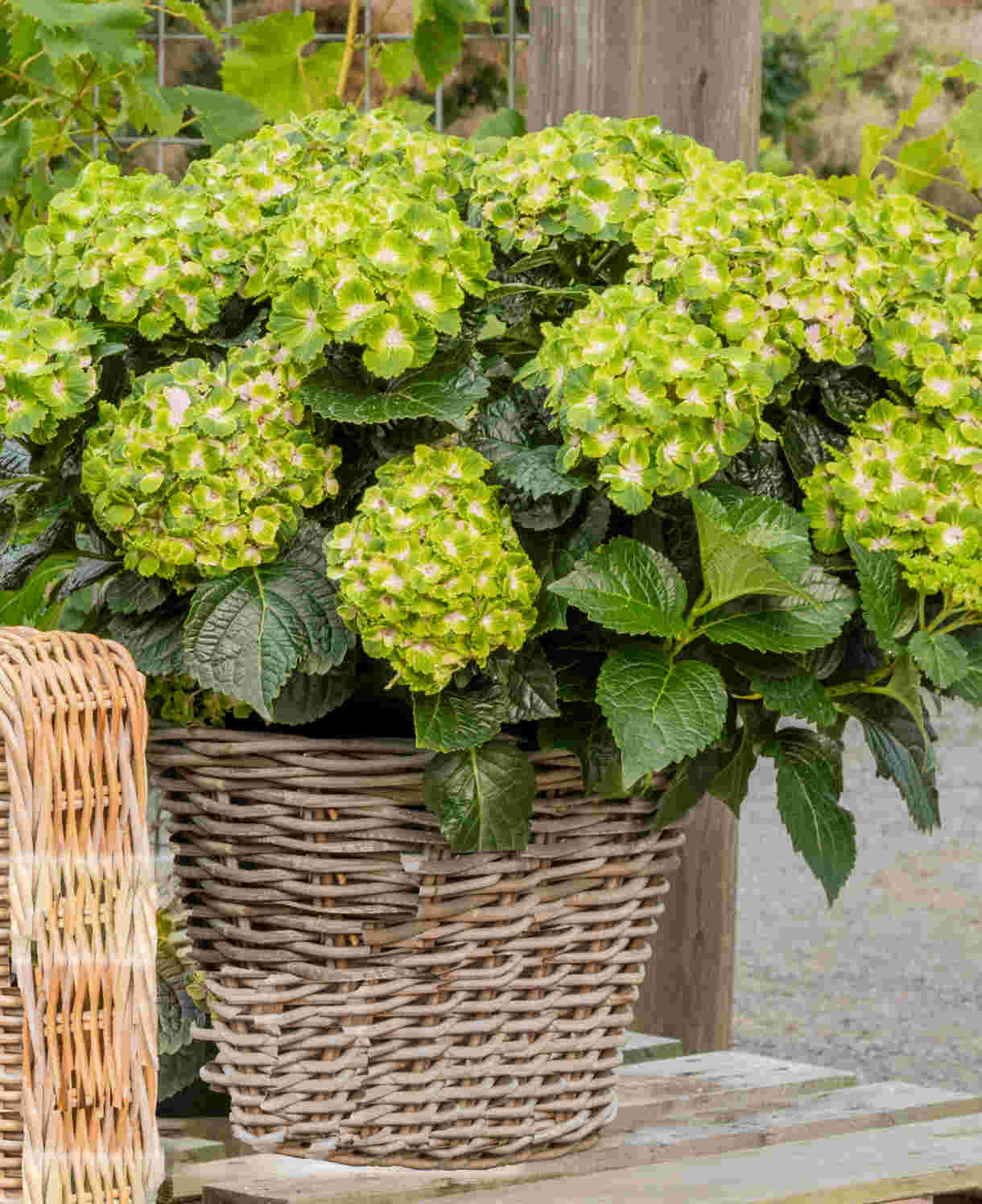 Hayloft Hydrangea Rembrandt Vibrant Verde Pair - 2 X 14cm Pots
