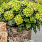 Hydrangea Rembrandt Vibrant Verde Pair - 2 X 14cm Pots