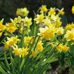 Dwarf Daffodil Tete A Tete | 20 x Bulbs | Yellow