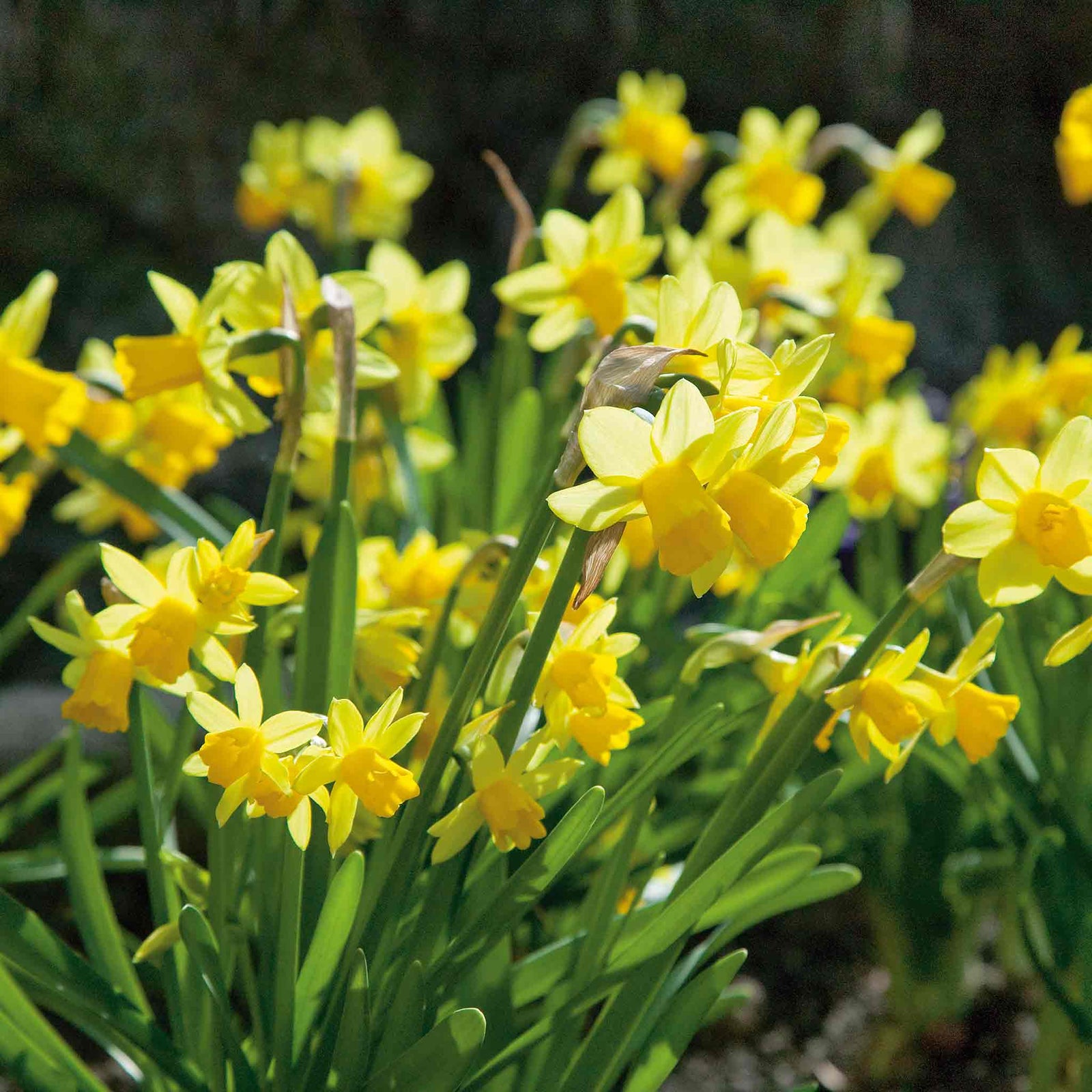 Dwarf Daffodil Tete A Tete | 20 x Bulbs | Yellow