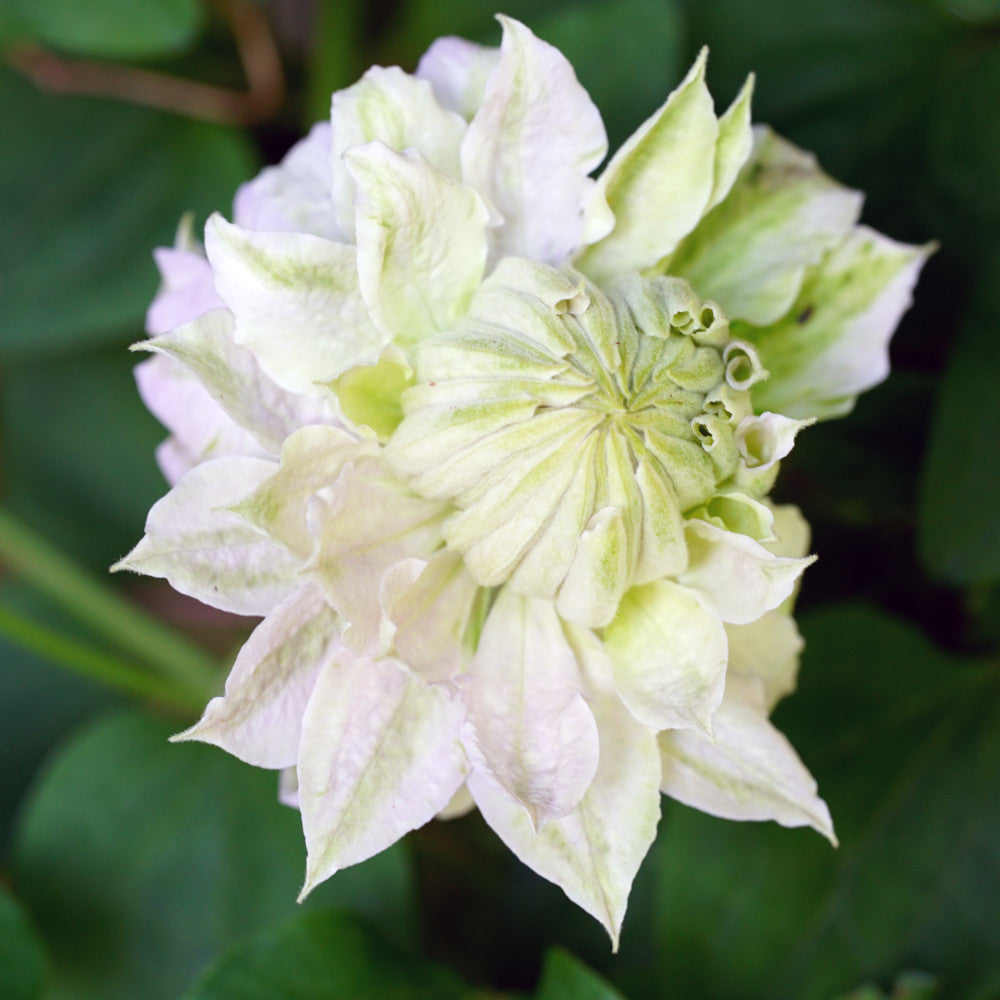 Clematis Manju  - Long Flowering Double Cream Climber - 1 x 9cm Pot