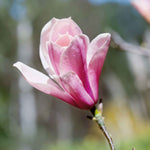 Magnolia 'heaven Scent' Compact Fragrant Pink Shrub (rhs Award Of Garden Merit) | 1 x 9cm | Pink