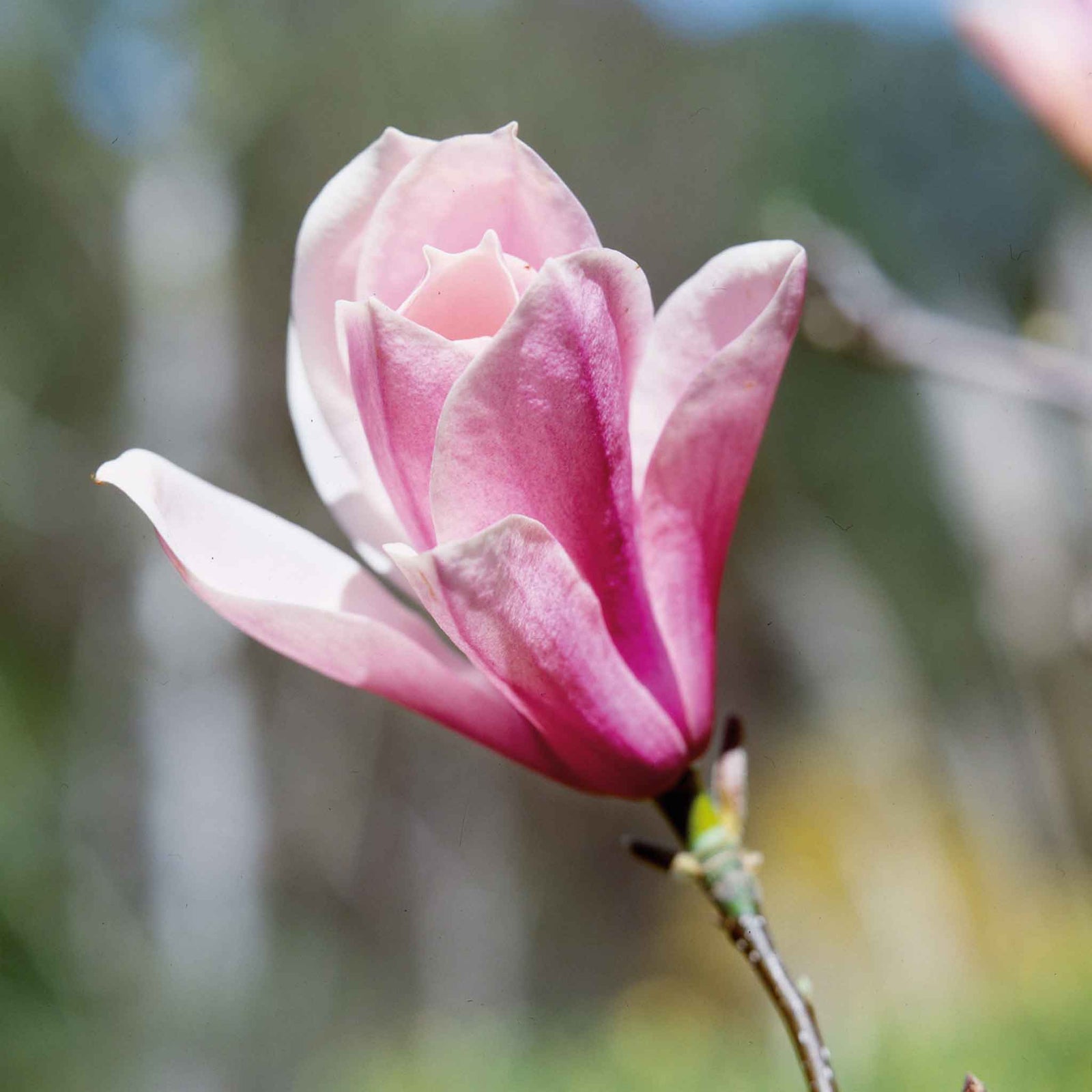 Magnolia 'heaven Scent' Compact Fragrant Pink Shrub (rhs Award Of Garden Merit) | 1 x 3L | Pink