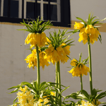 Snake's Head Fritillary - 3 Pcs. - Fritillaria 'lutea' - Flower Bulbs | Set of 3 | Yellow