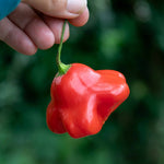 Chilli Plant 'bishops Crown' | 6 x Jumbo Plugs | Red