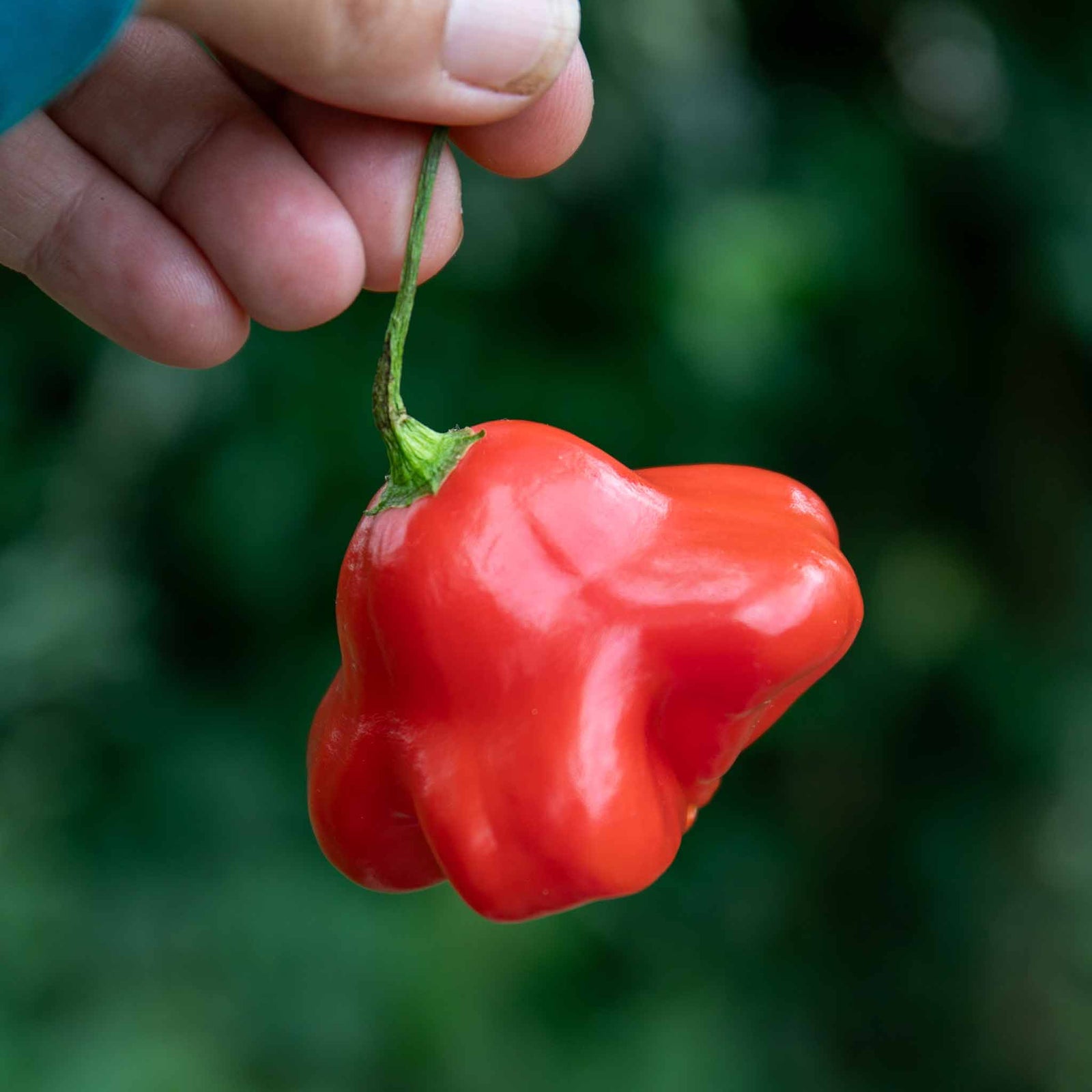 Chilli Plant 'bishops Crown' | 6 x Jumbo Plugs | Red