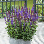 Salvia 'caradonna Compact' Plant | Set-of-1